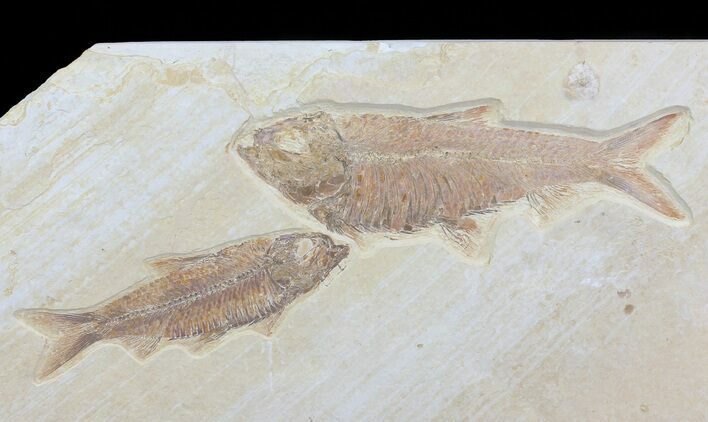 Pair Of Knightia Fossil Fish - Wyoming #79838